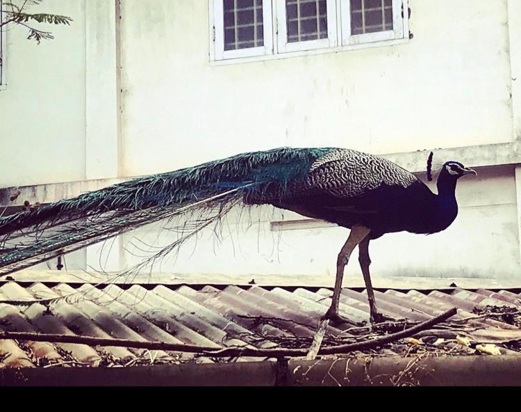 Ballard Bungallow Kochi Bagian luar foto